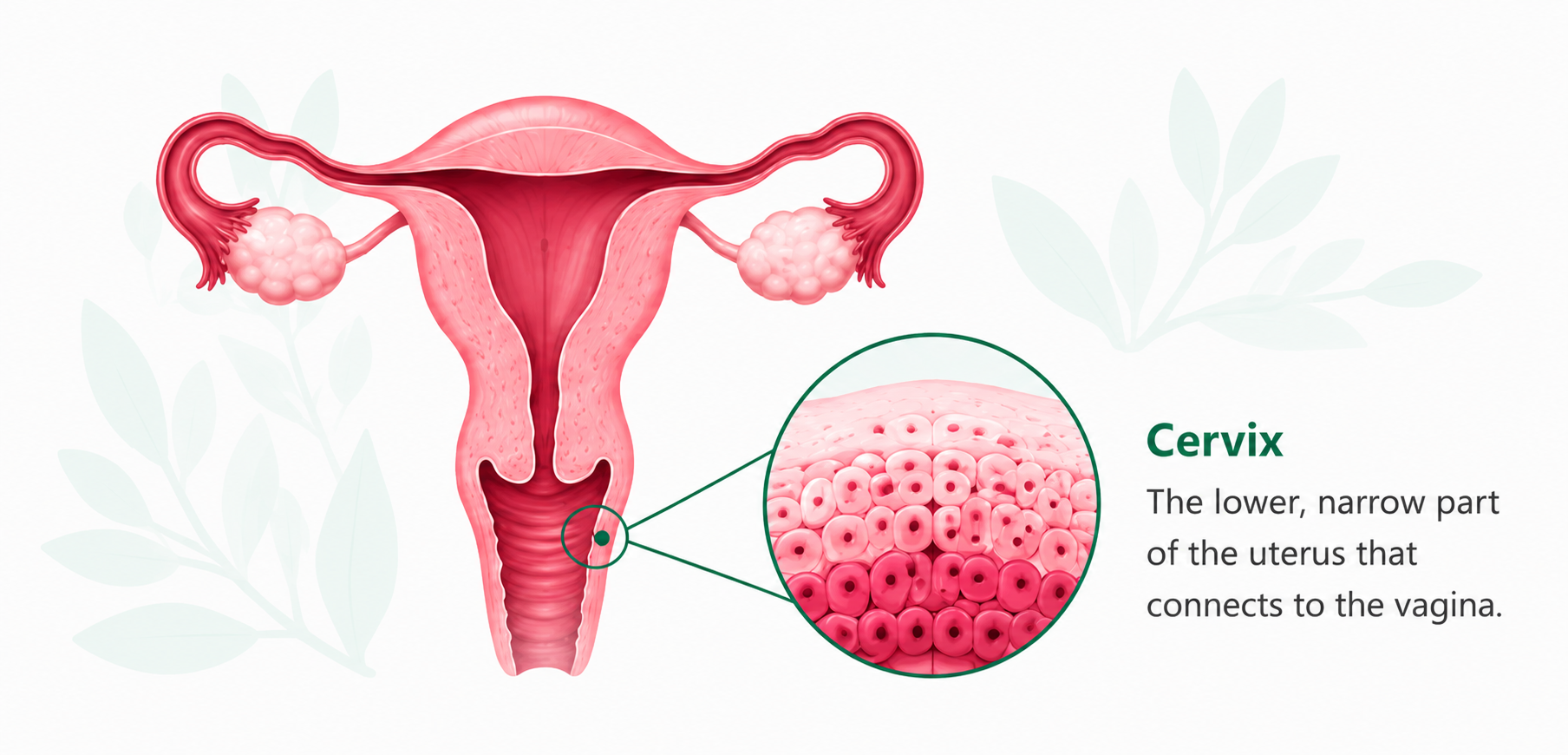 Uterus and cervix anatomy